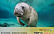 世界十大最丑海洋生物TOP1-儒艮