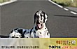 世界十大强壮狗狗排行TOP1-大丹犬