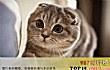 十大适合家养的猫TOP1-苏格兰折耳猫