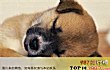 世界十大忠诚的狗排名TOP1-中华田园犬