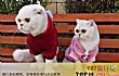 抖音十大网红猫TOP1-会说话的刘二豆