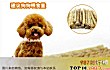 十大狗狗零食品牌排行榜TOP1-宠怡宠物零食