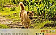 世界十大名狗TOP1-中华田园犬