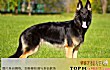 印度十大最受欢迎的狗品种TOP1-德国牧羊犬