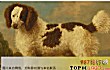 十大已经灭绝的狗品种TOP1-赛利希语毛狗