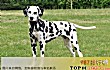 世界上最难训练的十大狗品种TOP1-达尔马提犬