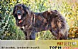 十大最凶猛的狗TOP1-高加索牧羊犬