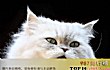 世界十大最漂亮的猫咪TOP1-波斯猫