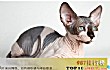 世界十大外表奇特的猫TOP1-加拿大无毛猫