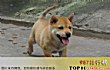 十大家庭犬排名TOP1-中华田园犬