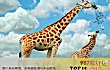 全球十大体型最高的动物排行榜TOP1-长颈鹿