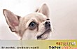 最萌宠物十大排名TOP1-吉娃娃