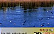 世界十大名曲TOP1-《蓝色的多瑙河》