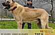 世界十大凶犬最新排名TOP1-坎高犬