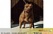 世界十大强悍的狗狗TOP1-比特犬