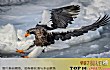 世界十大猛禽TOP1-虎头海雕
