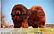 中国十大禁犬TOP1-藏獒