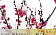 名花之最LOGO