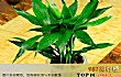 客厅适合摆放的十大植物TOP1-富贵竹