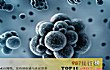 世界十大恐怖病毒排行榜TOP1-天花病毒