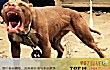 十大猛犬排名一到十TOP1-比特犬