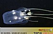 世界十大毒王排名TOP1-澳洲方水母:毒王之首