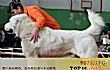世界十大名犬排行榜TOP1-中亚牧羊犬