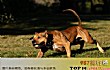 全球十大猛犬排行榜官方排名TOP1-比特犬
