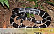中国十大毒蛇排名TOP1-中国最毒的蛇银环蛇