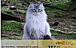 俄罗斯十大名猫TOP7TOP1-西伯利亚森林猫