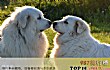 十大最忠诚的狗排名TOP1- 大白熊犬