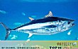 世界十大最贵的海鱼TOP1- 蓝鳍金枪鱼