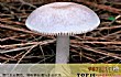 世界十大毒蘑菇TOP1-死亡帽