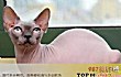 网友评十大最丑的猫TOP1-加拿大无毛猫