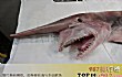 世界十大最凶的鲨鱼TOP1-加布林鲨