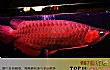 世界十大最贵的观赏鱼TOP1-血红龙