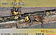 昆虫界十大顶级杀手TOP1-大虎头蜂