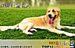 世界十大可爱温顺狗狗排名TOP1-金毛犬