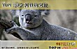 世界十大传世国宝TOP1-澳大利亚的考拉