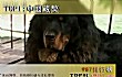 世界凶犬十大排名TOP1-中国藏獒