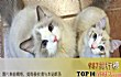 世界十大最可爱猫咪排行榜TOP1-布偶猫