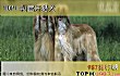 世界十大最笨的狗排行榜TOP1-阿富汗猎犬