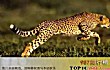 陆地速度最快的十大动物TOP1-猎豹