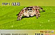 十大常见的室内蜘蛛TOP1-跳蛛