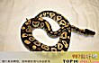 世界十大常见无毒蛇TOP1-球蟒