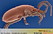 地球最强生物LOGO