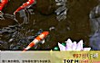 十大适合家养的冷水观赏鱼TOP1-锦鲤