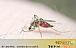 世界十大常见害虫TOP1-蚊子