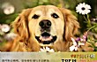 十大温顺犬排行榜TOP1-金毛犬