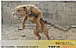 全球十大禁犬排行榜TOP1-比特犬